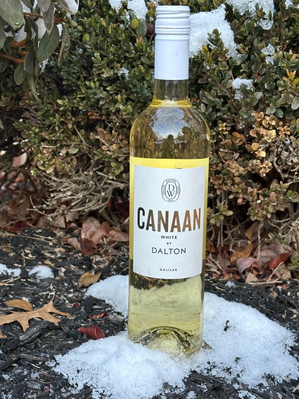 Dalton’s Canaan White&nbsp;2023