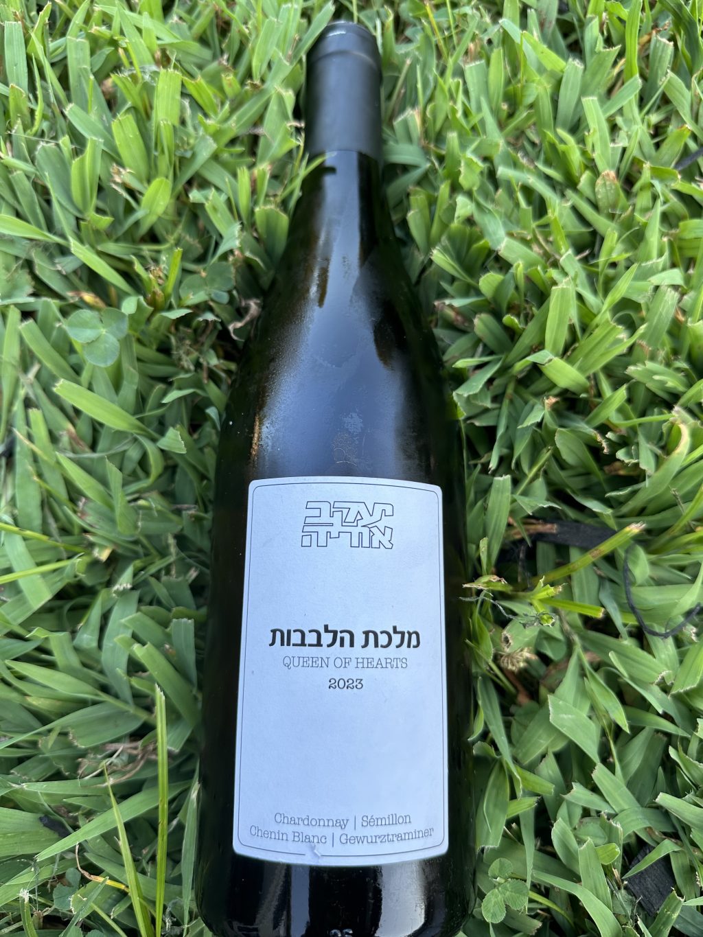 Ya’cov Oryah – Queen of Hearts&nbsp;2023