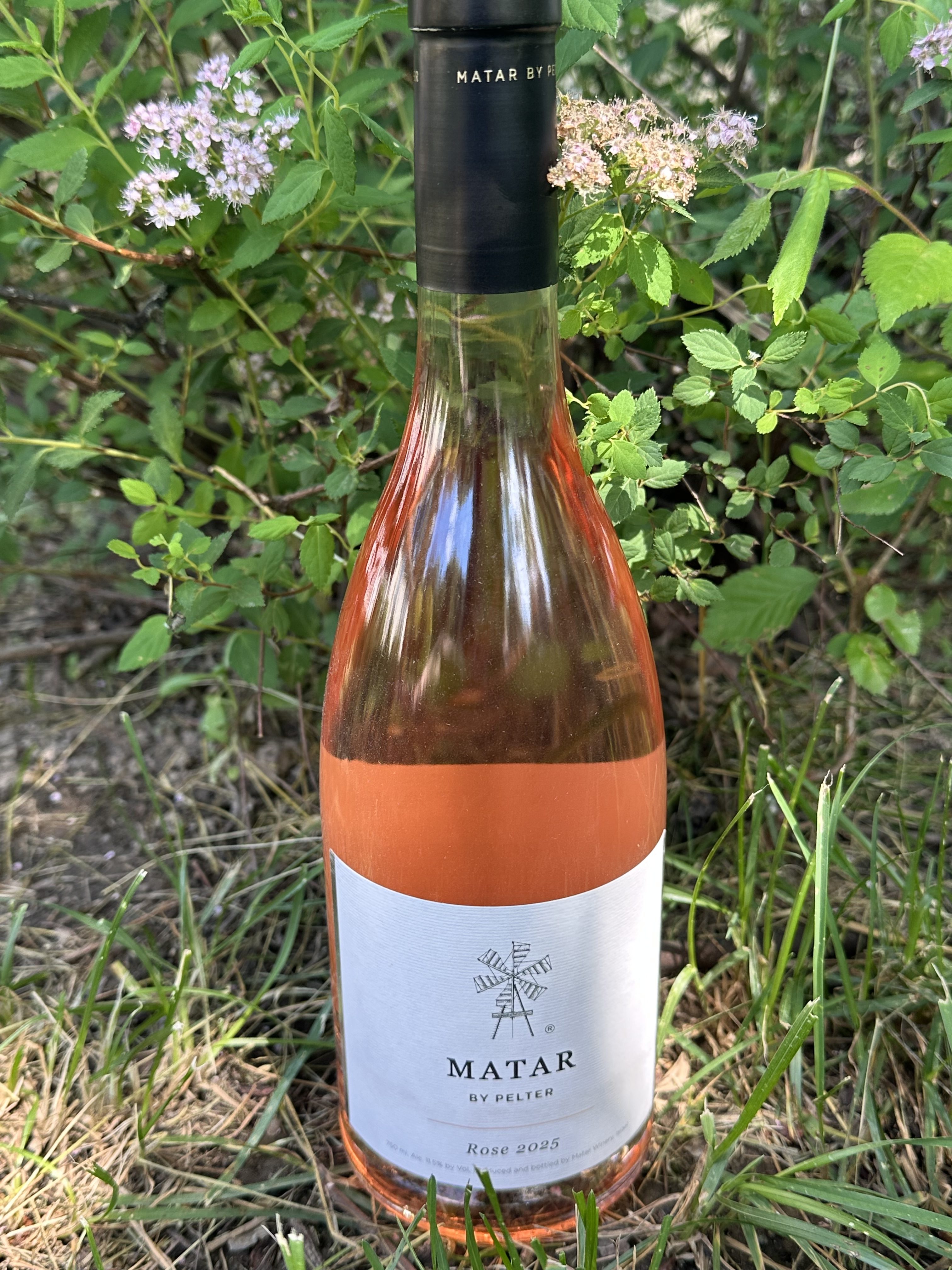 Matar Rose 2025